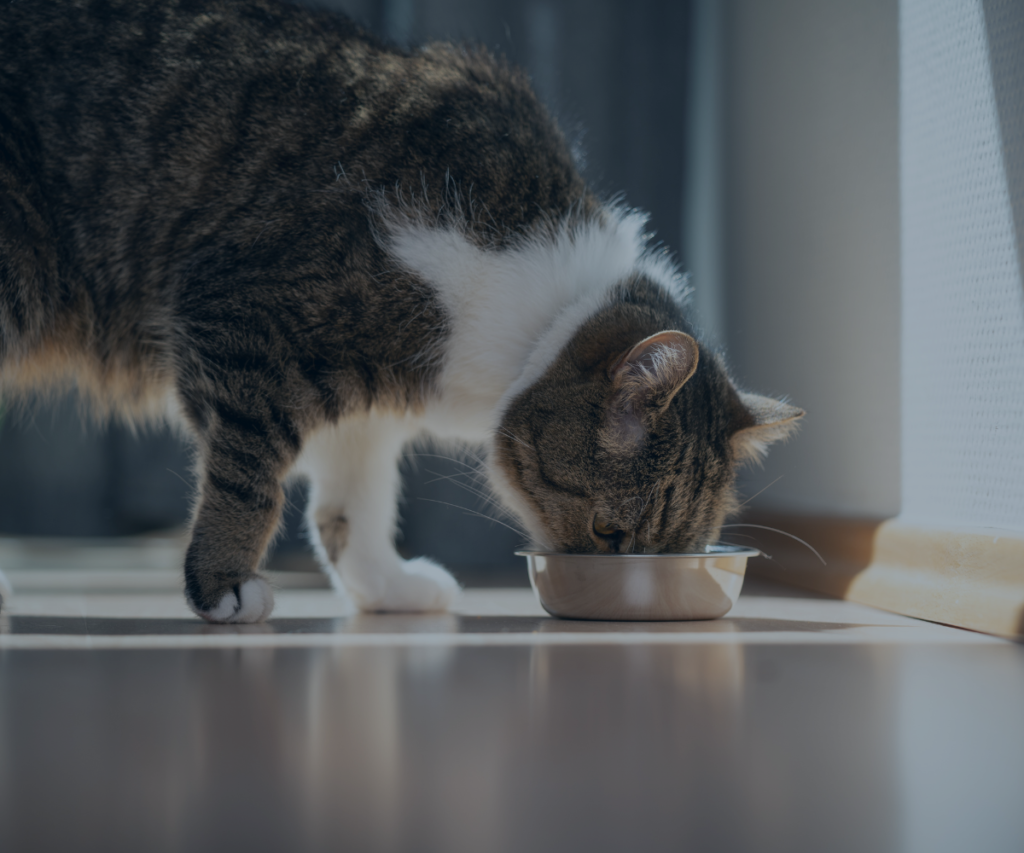 Cat eating