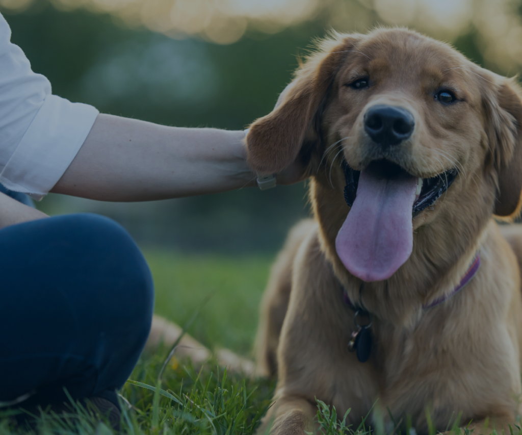 Happy Dog