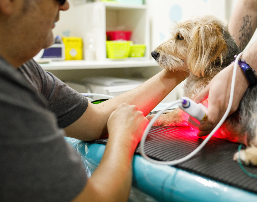 Advanced therapies for pets