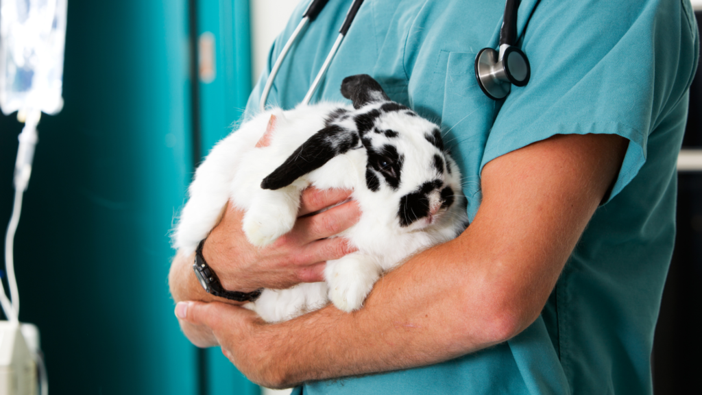 Vet holding rabbit - services