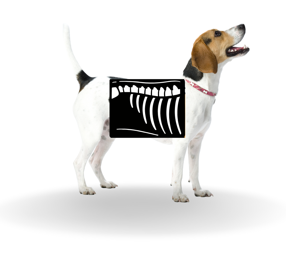 Dog x-ray