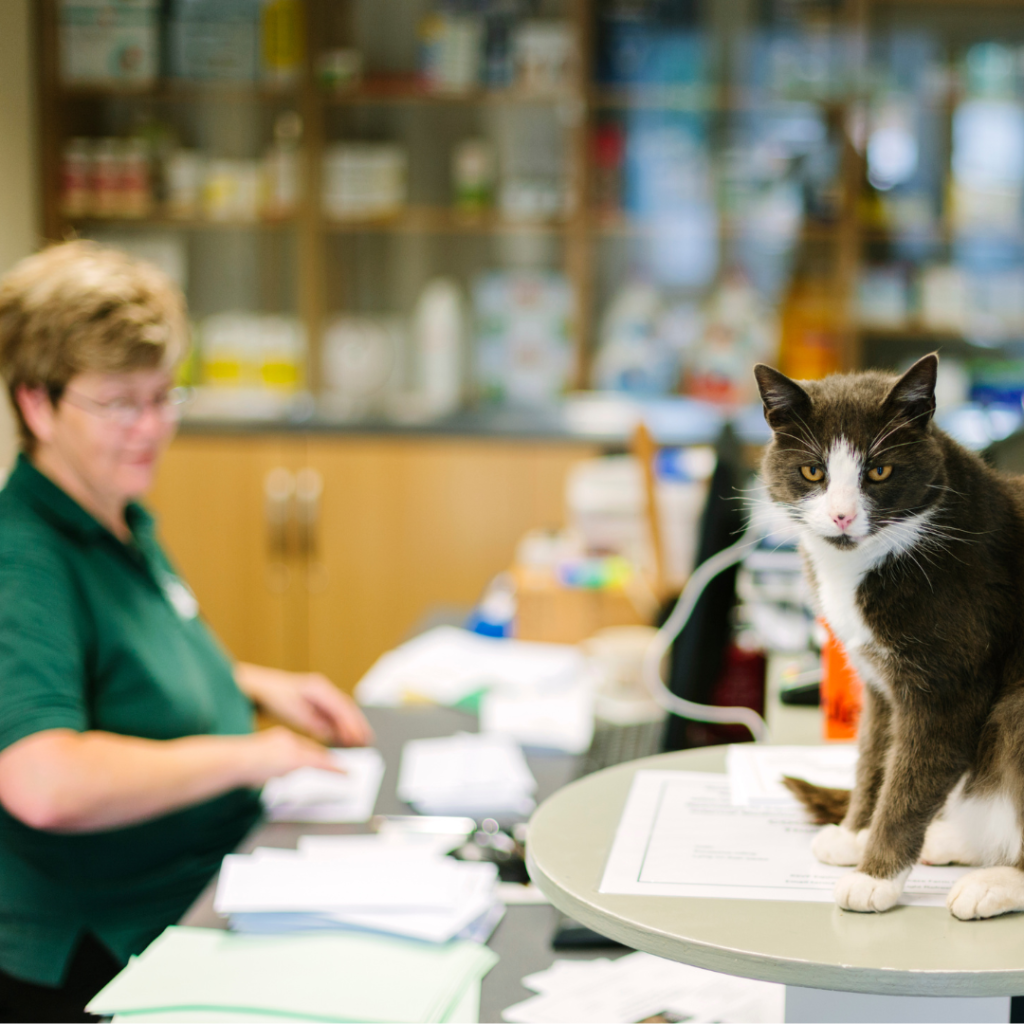 Veterinary Receptionist