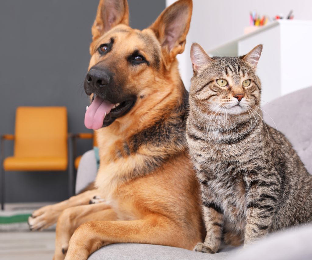 Dog and cat booster vaccination