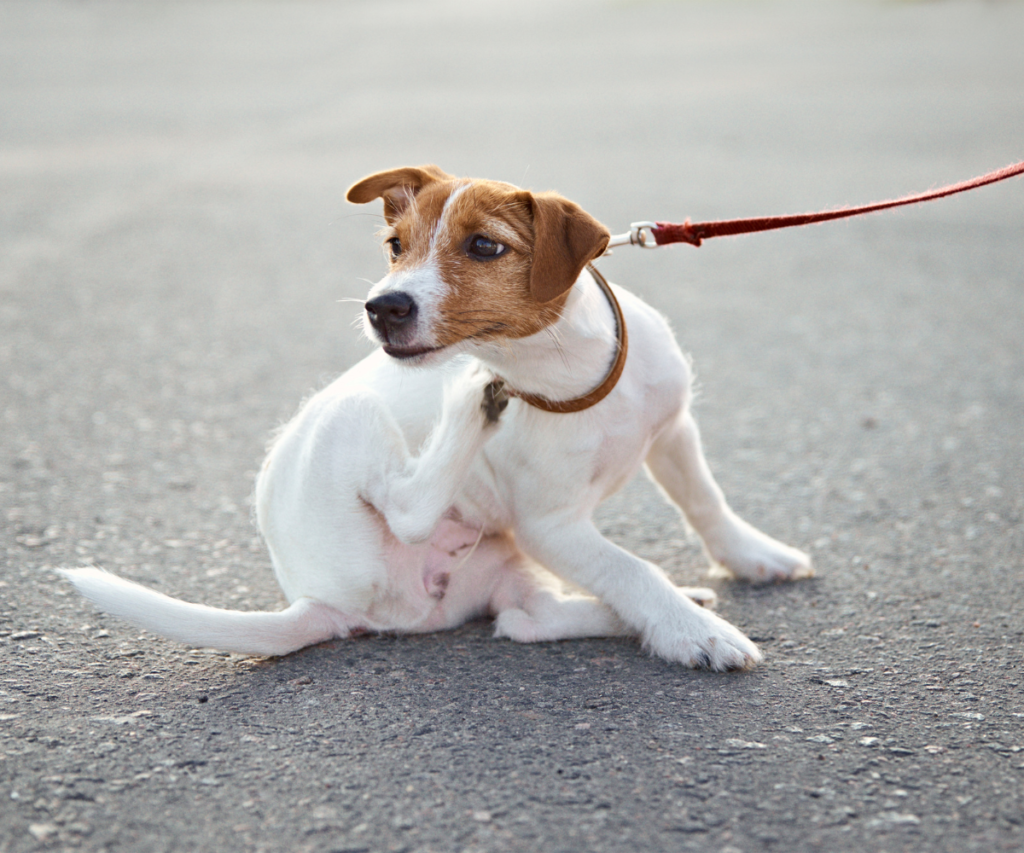 Itching dog