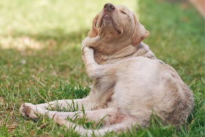 Itching dog