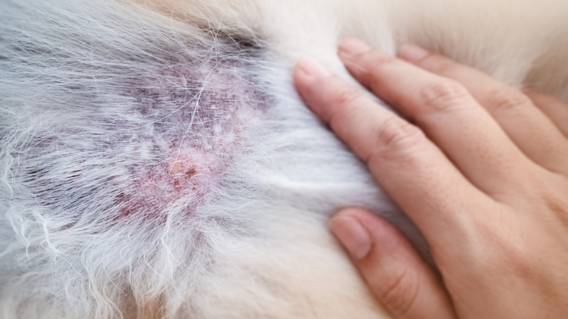 Customised allergy vaccines