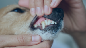 Pet dental health at Thameswood Vets