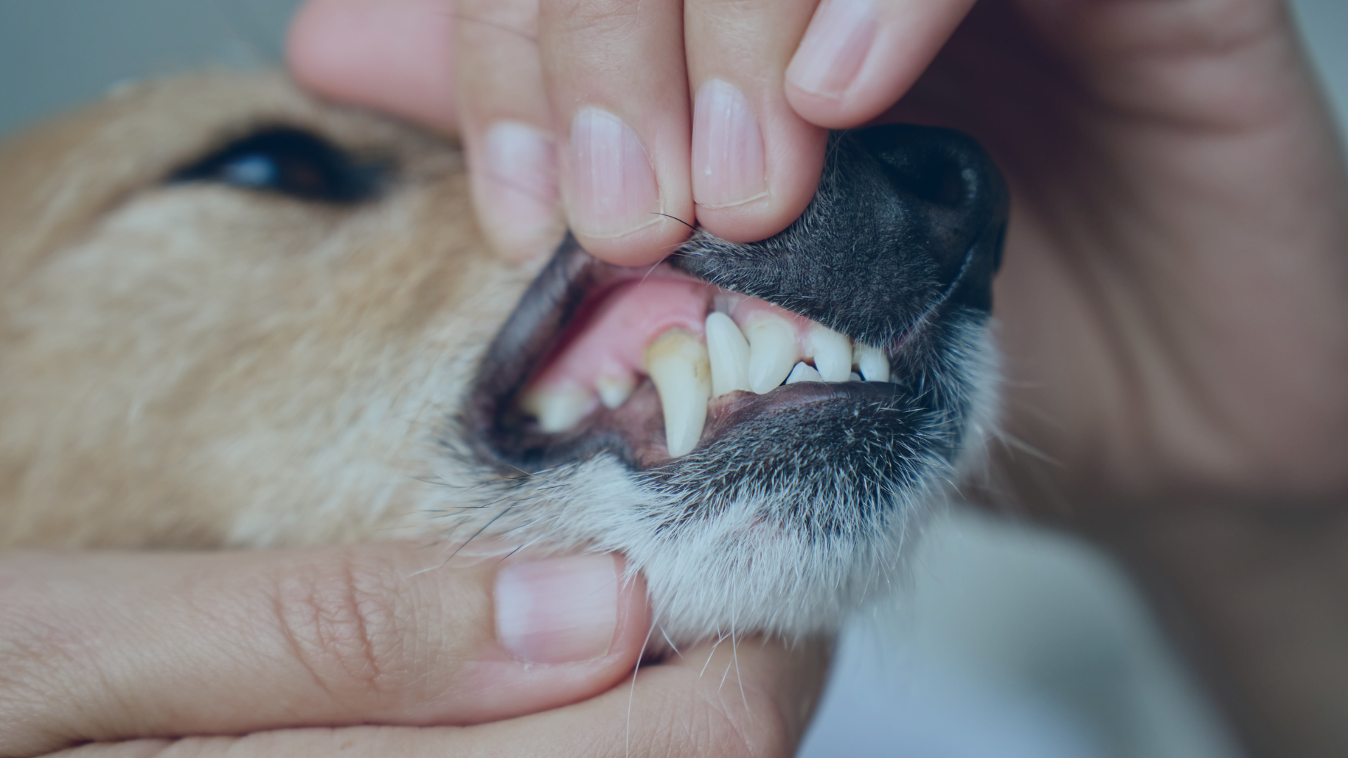 Pet dental health at Thameswood Vets